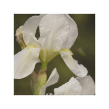 White iris canvas print