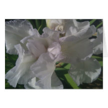 White Iris Greeting Card