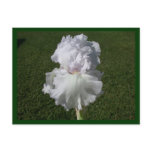 White Iris Postcard