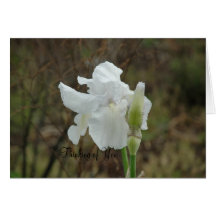 White Iris Sympathy Card