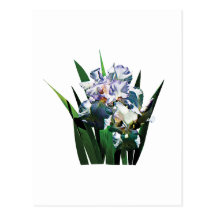 White Irises Postcards