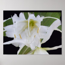 White ismene lily print