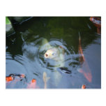 White karp bobbing its head post card