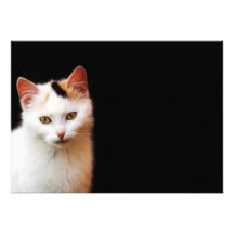 White Kitten Invitation
