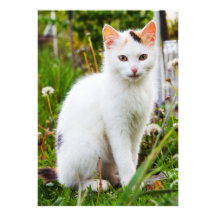 White Kitten Invitation