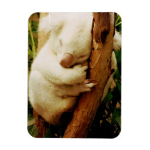 White Koala Bear  Premium Gift Box Flexible Magnet