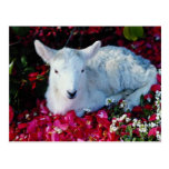 White Lamb in springtime, England flowers Postcard