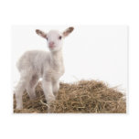 white lamb postcards