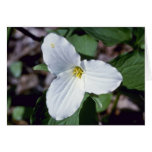 white Large-Flowered Trillium (Trillium Grandiflor Greeting Cards