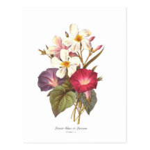 White Laurel and Convolvulus Postcard