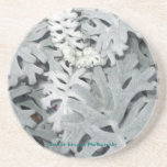 White Leaves Drink Coasters