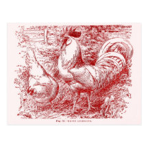 White Leghorn in red Postcards