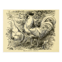 White Leghorn Post Card