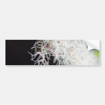 White Lichen Bumper Stickers