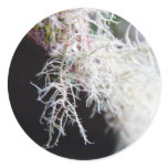 White Lichen Round Stickers