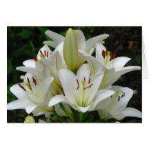 White Lilies Greeting Card