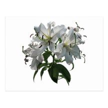 White Lilies Post Cards