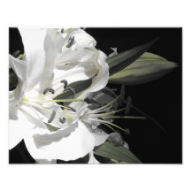 White Lillies green Photo Art