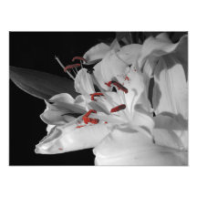 White Lillies Photo Art