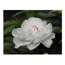 White Lilly Post Card