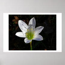 White Lilly Print