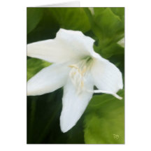 White Lily Cards