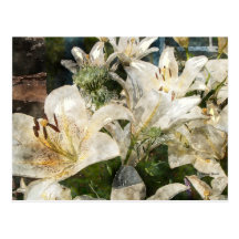 White Lily Easter Art Post Card