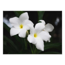 white lily flowers photo