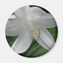 White Lily Fridge Magnets