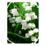 White Lily of the Valley Postcard