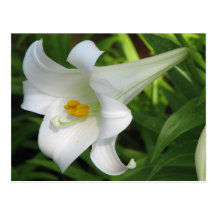 White Lily Postcards
