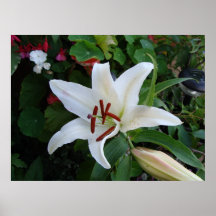 White Lily Poster