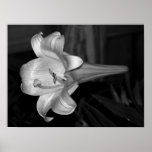 White Lily Print
