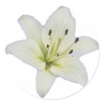 White Lily Stickers