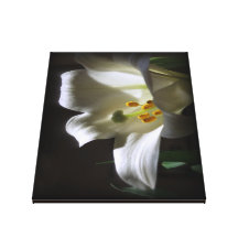 White Lily Stretched Canvas Print