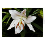White Lily Sympathy Card