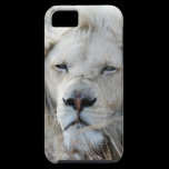 White lion resting - African casemate cases
