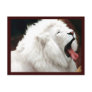 White Lion South Africa Postcard