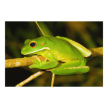 White Lipped Tree Frog Litoria Infrafrenata Photo Print