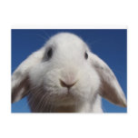 White Lop Rabbit Postcard