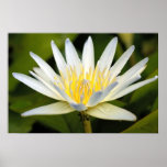 White lotus posters