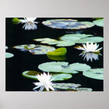 "White Lotus Reflections" by kgberry Poster