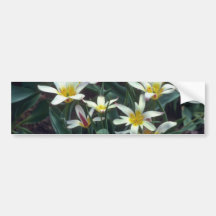 white Magnificent Tulip, (Tulipa Kaufmanniana) flo Bumper Sticker