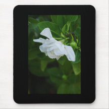 White Magnolia Blooms Mouse Pads