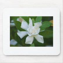 White Magnolia Blooms Mousepad