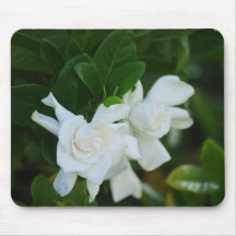 White Magnolia Blooms Mousepads