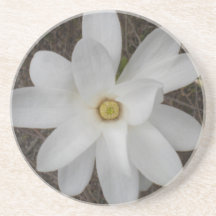 White Magnolia Blossom Coasters