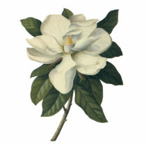 White Magnolia Blossom Photo Cut Out