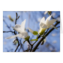 White Magnolia Cards