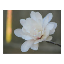 White Magnolia Centennial Postcards